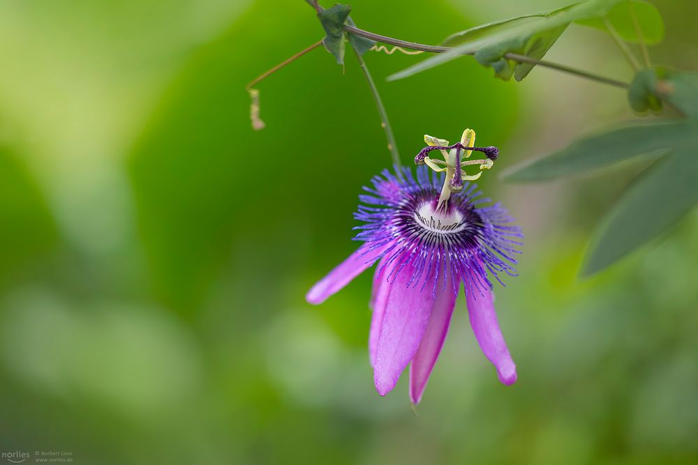 passion flower