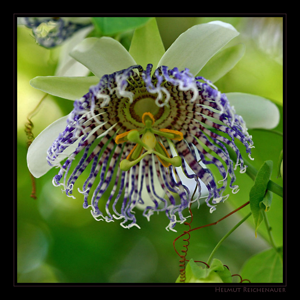 Passion Flower, Passifloraceae, Botanischer Garten, Linz, OOE / A