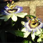 Passion flowers.