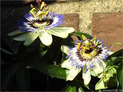 Passion flowers.