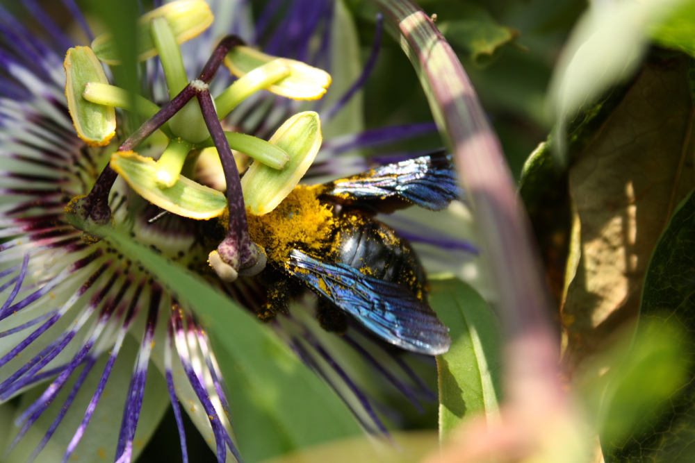 Passion for the passion flower