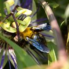 Passion for the passion flower