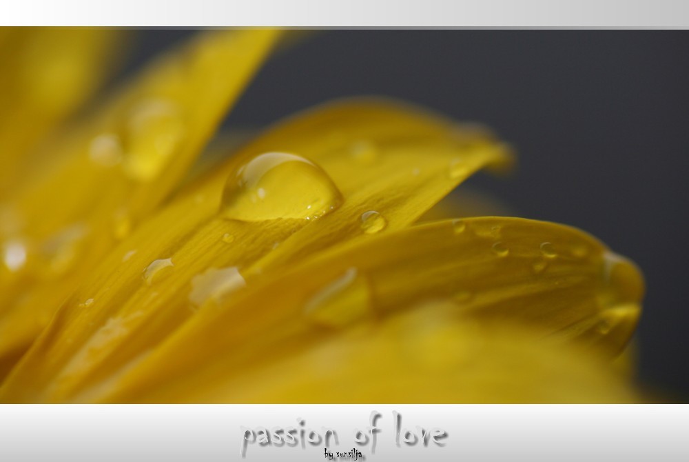 [ passion of love ]