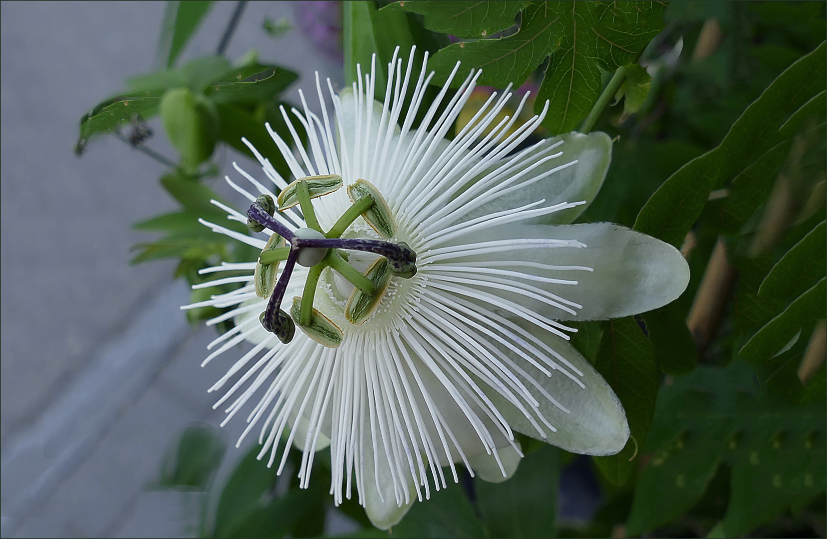 Passionaria  blanca  II