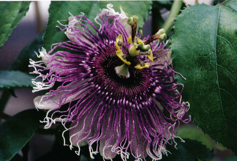 Passionflower-Hybrid