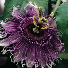 Passionflower-Hybrid