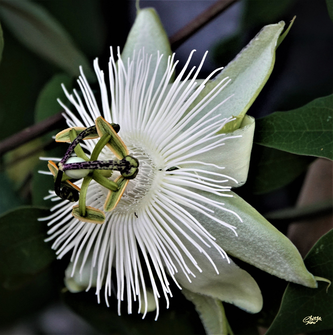 Passionnsblume (Passiflora)