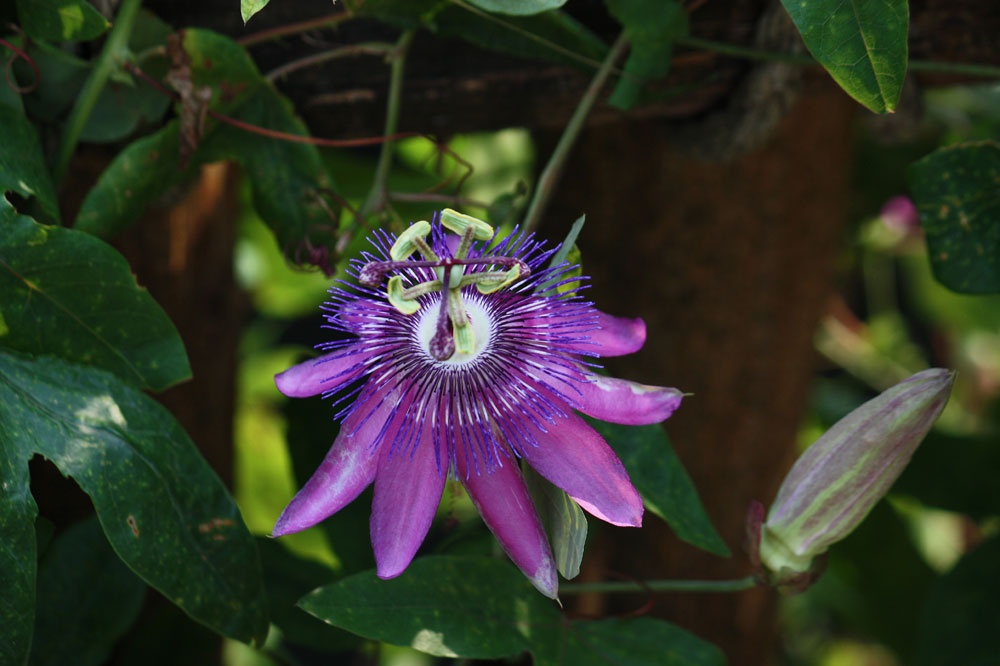 Passionsblümchen von oben gesehen