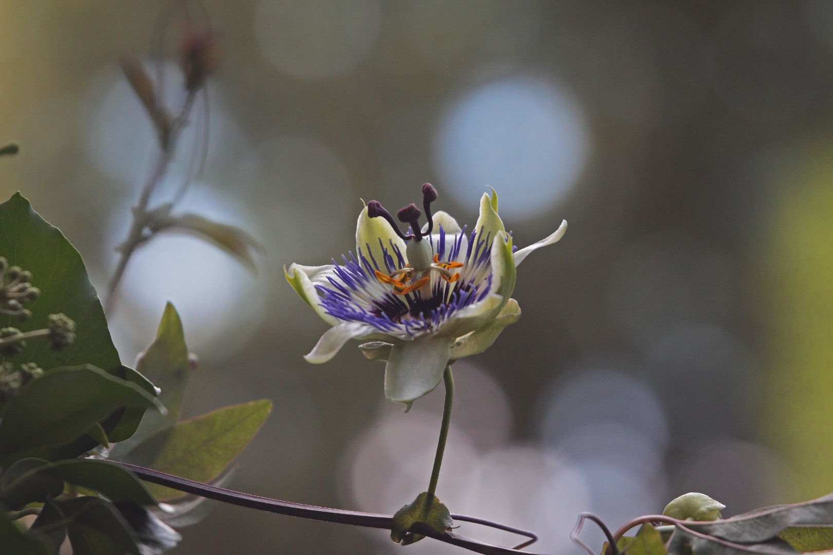 Passionsblüte