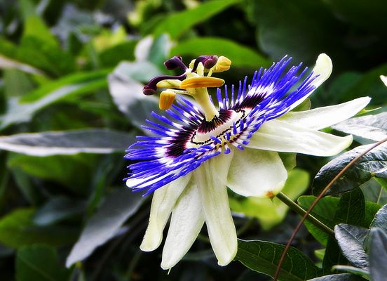 Passionsblüte