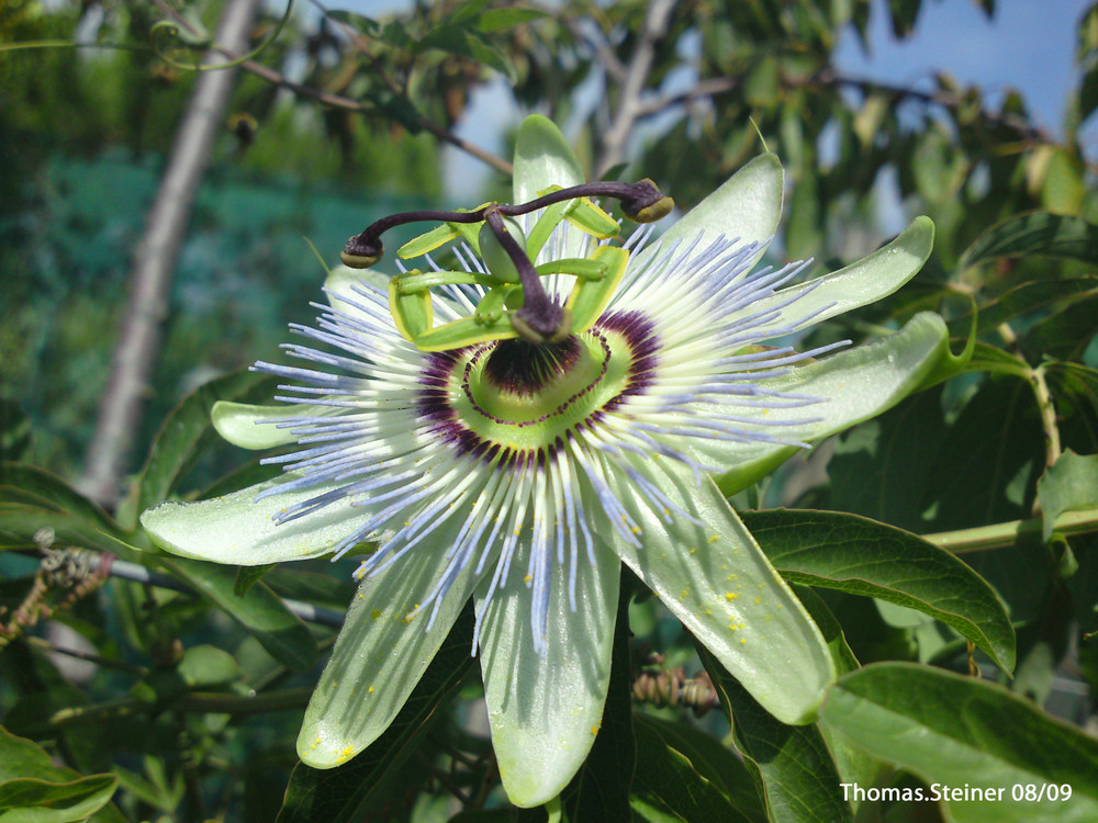 Passionsblüte