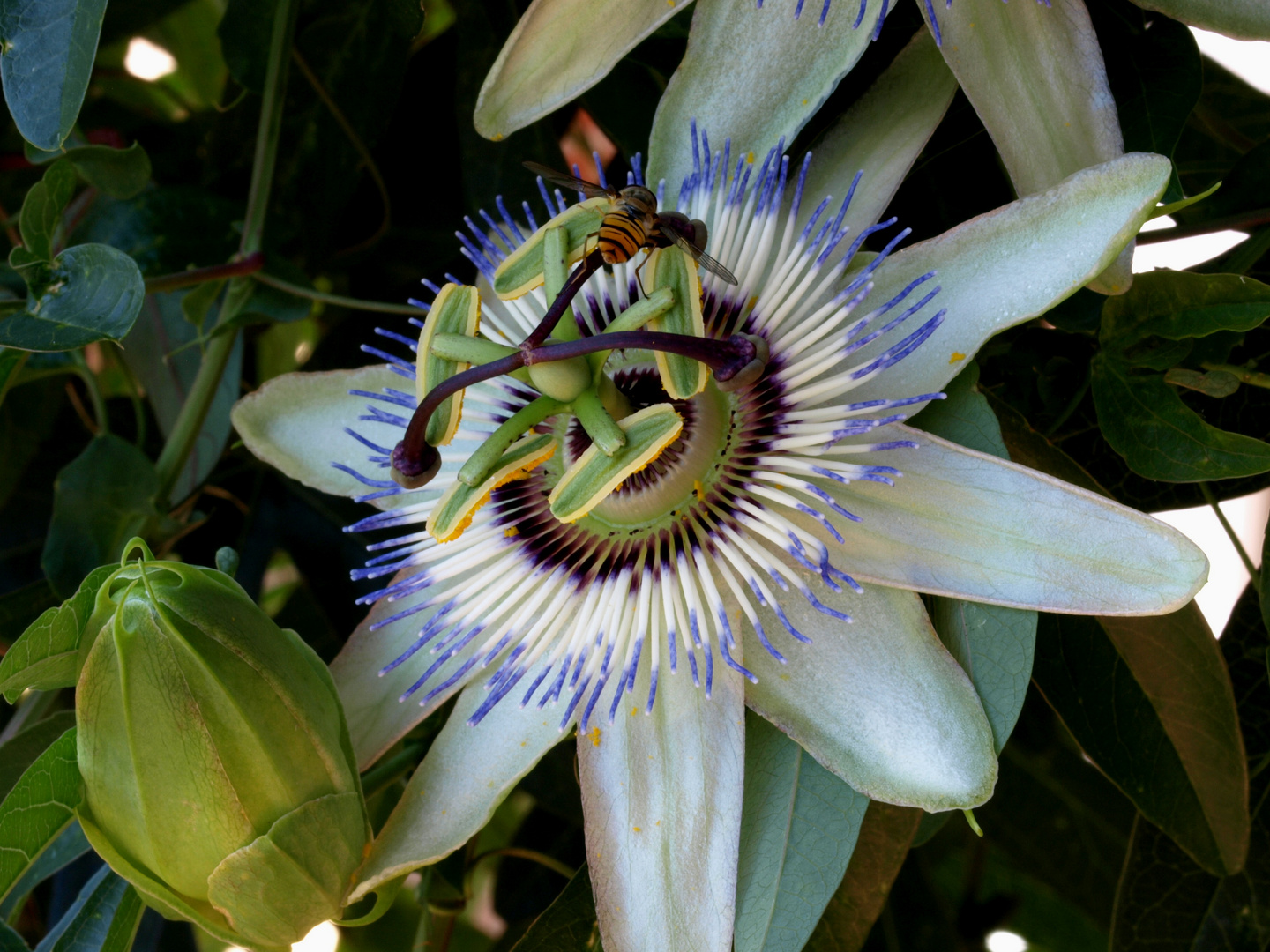 Passionsblüte hat Besuch