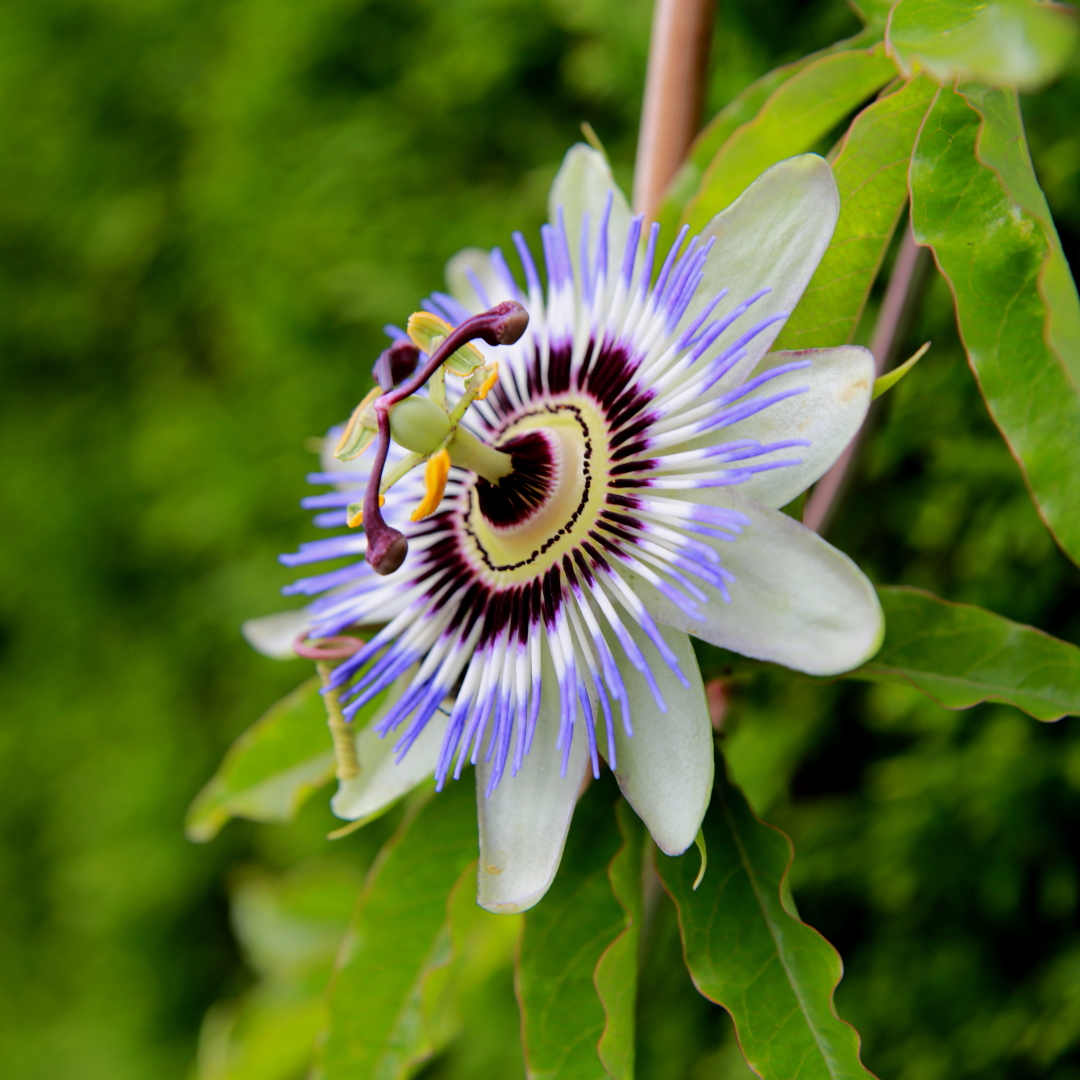 Passionsblüte im Garten