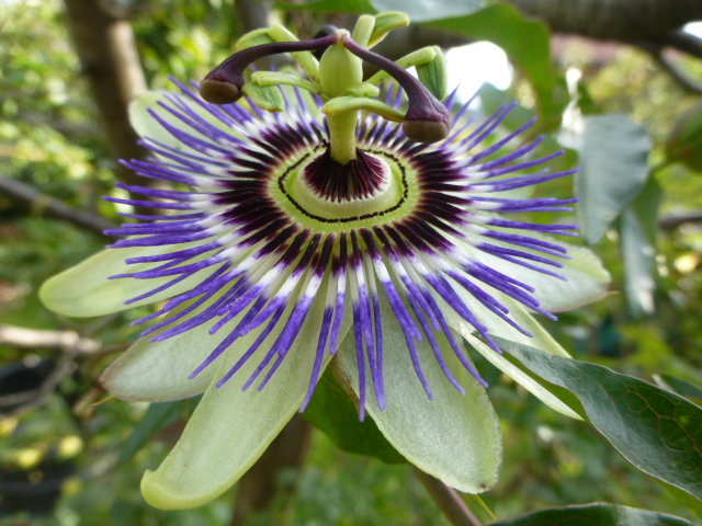 Passionsblüte im Garten