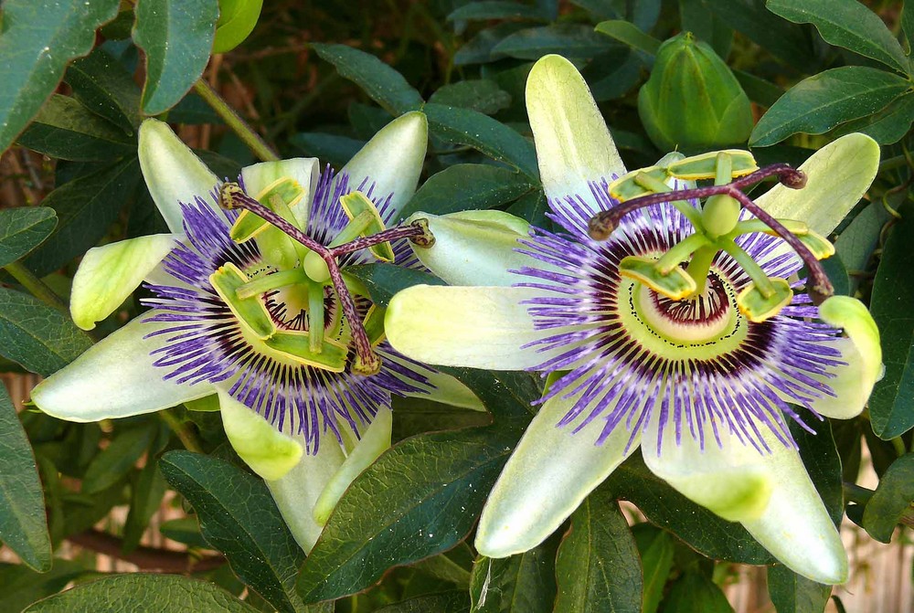 Passionsblume
