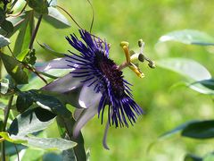 Passionsblume