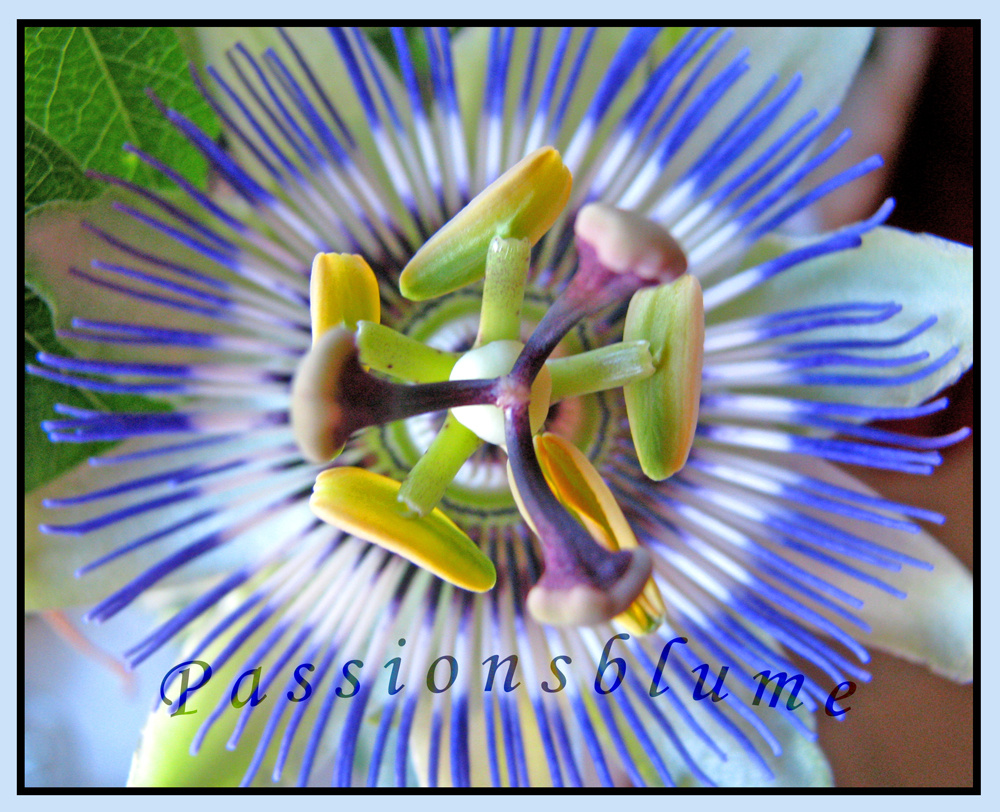 Passionsblume