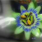 Passionsblume , - 5 -