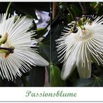 Passionsblume