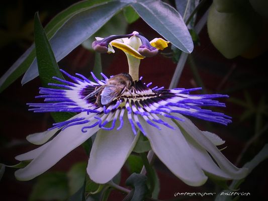Passionsblume
