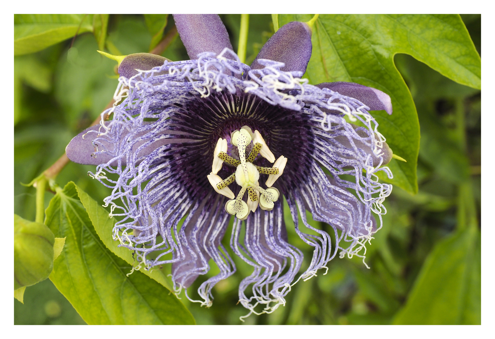 Passionsblume anders (Passiflora incarnata )