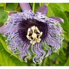 Passionsblume anders (Passiflora incarnata )