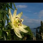 Passionsblume auf der Mainau