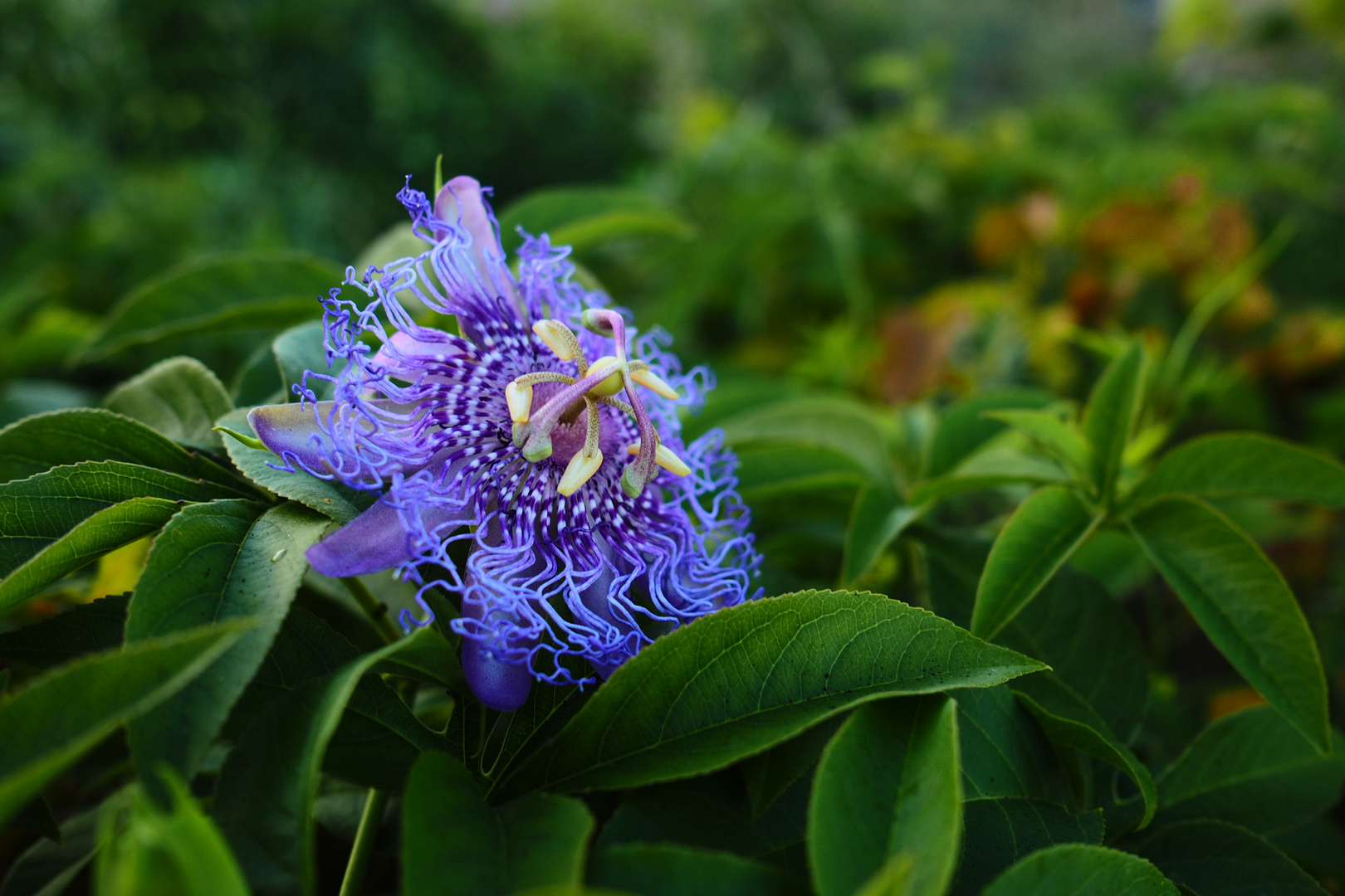 Passionsblume auf Stromboli