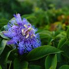 Passionsblume auf Stromboli