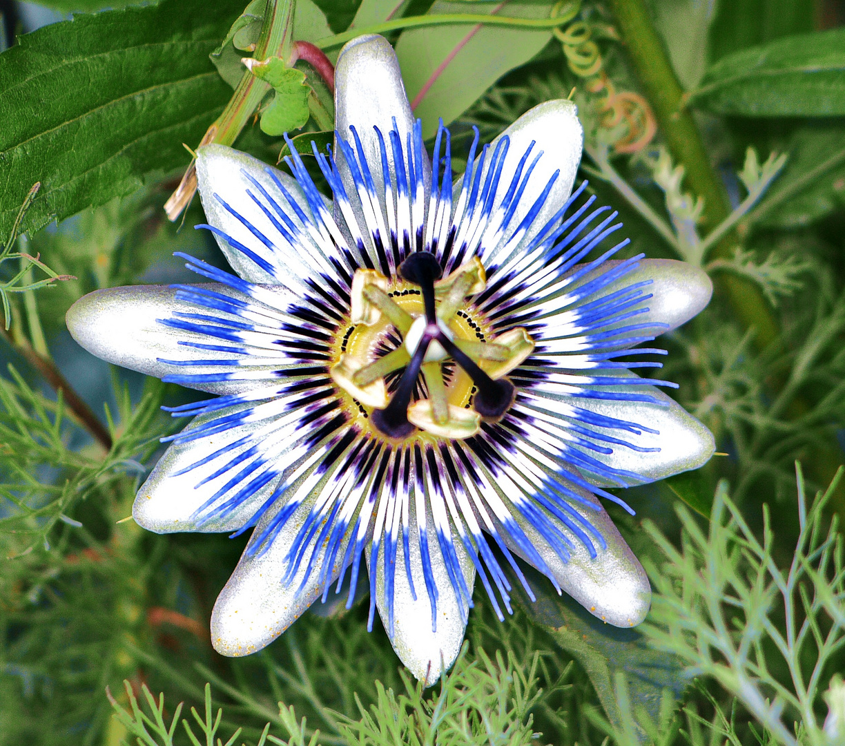 Passionsblume / Blau-Weiss