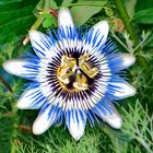 Passionsblume / Blau-Weiss