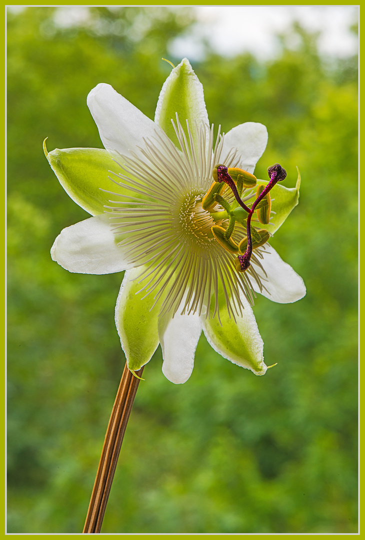 Passionsblume, ein Prachtexemplar aus meinem Balkongarten