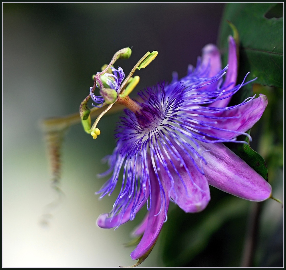 Passionsblume, eins der größten " Naturwunder "