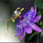 Passionsblume, eins der größten " Naturwunder "