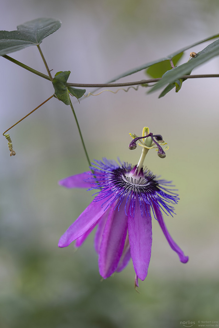 Passionsblume erblüht