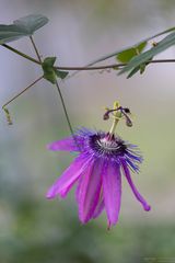 Passionsblume erblüht