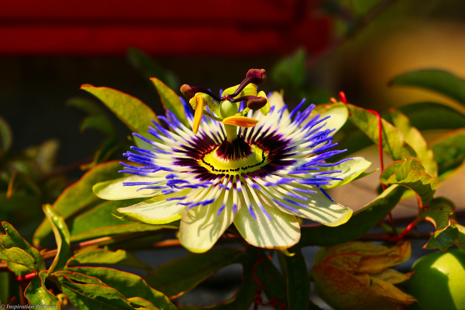 Passionsblume im Brüclenkopf Park Jülich 