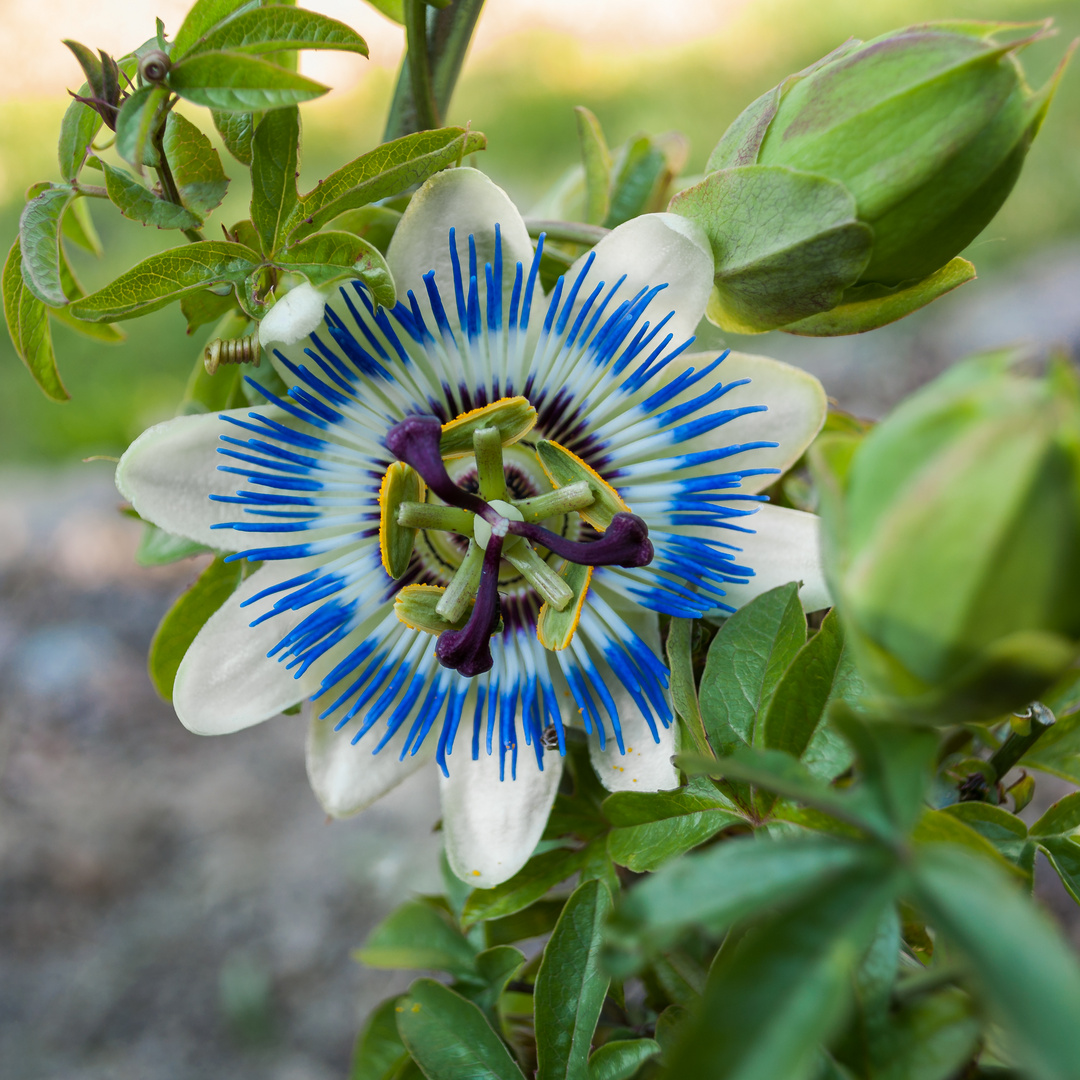 Passionsblume im Garten