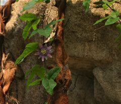 Passionsblume im Gondwanaland