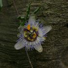 Passionsblume im Gondwanaland des Leipziger Zoo