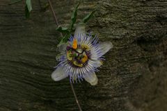 Passionsblume im Gondwanaland des Leipziger Zoo