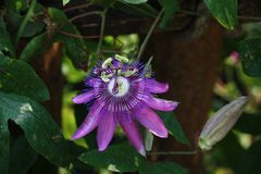 Passionsblume im Tropenhaus in Leipzig