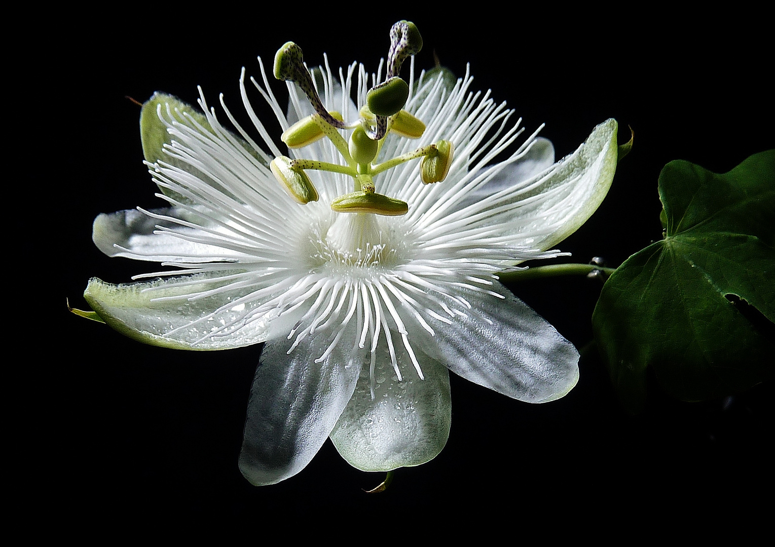 Passionsblume in unschuldigem Weiß Teil 1