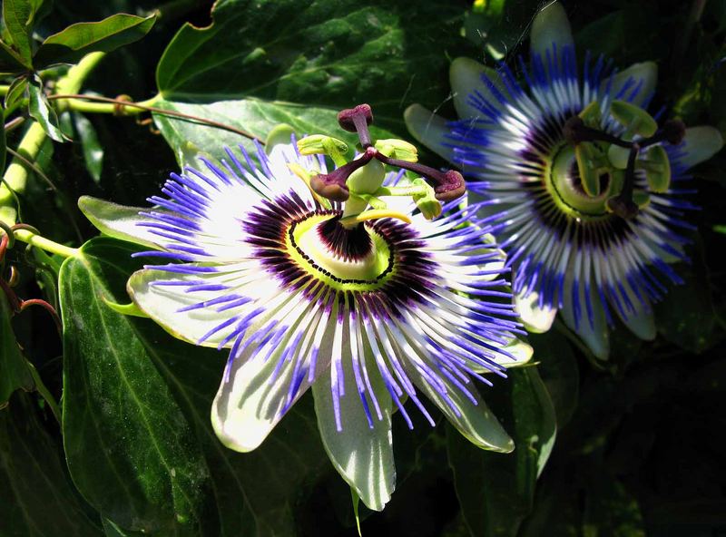 Passionsblume in voller Blüte.Samos 2007