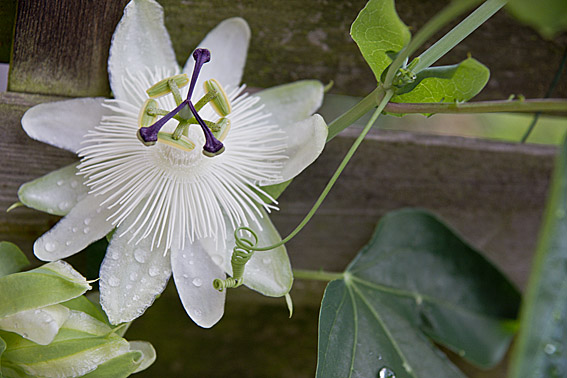 Passionsblume in Weiss