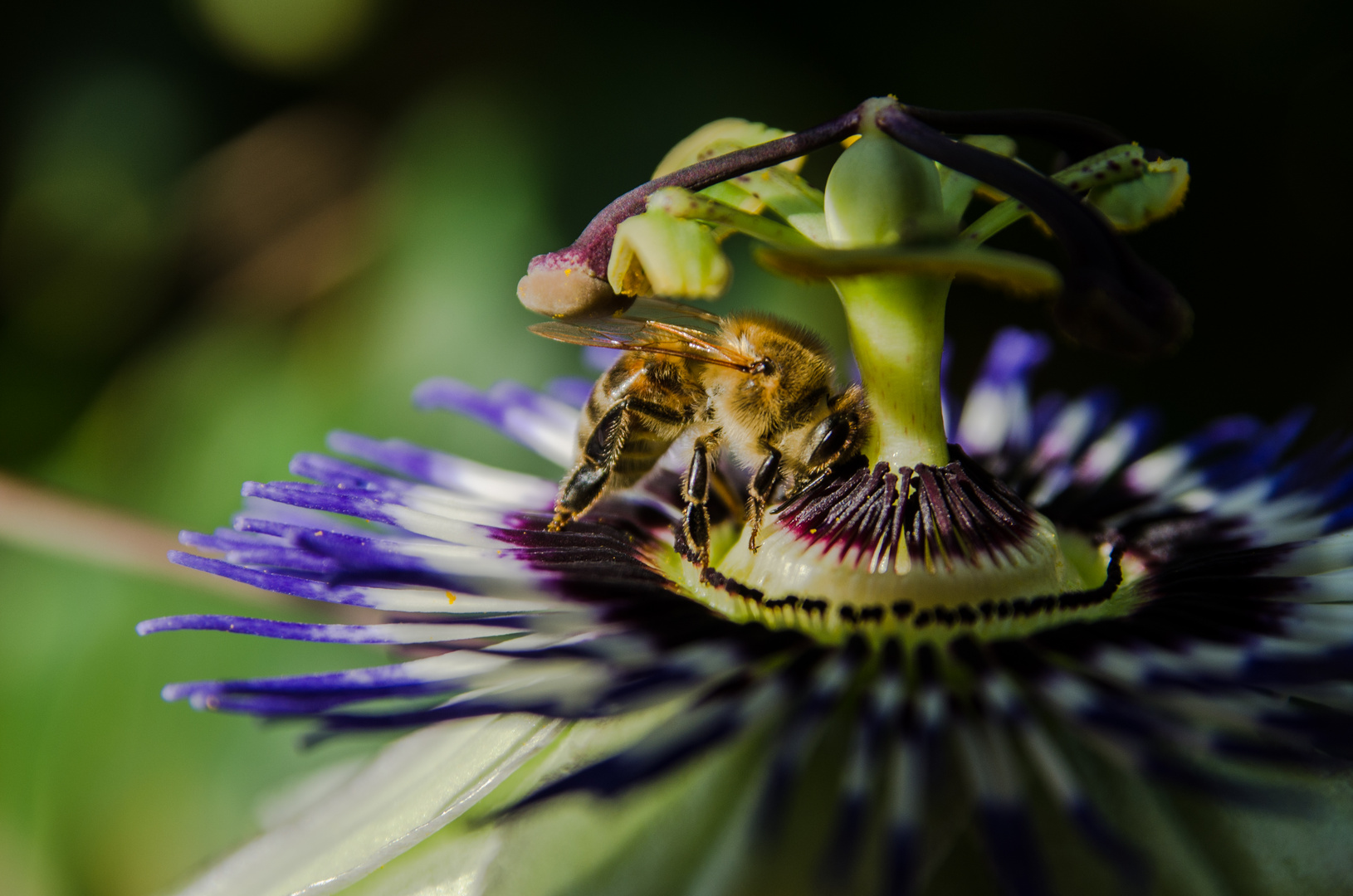 Passionsblume mit Besuch