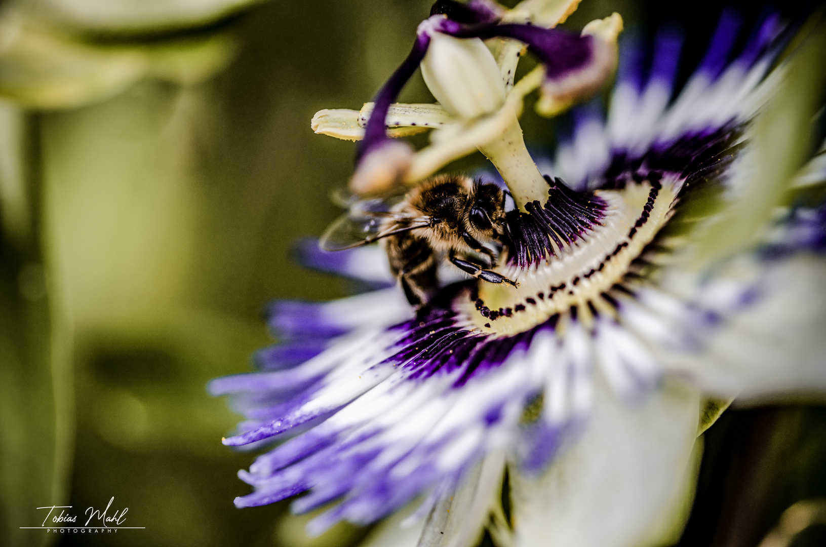 Passionsblume mit Biene