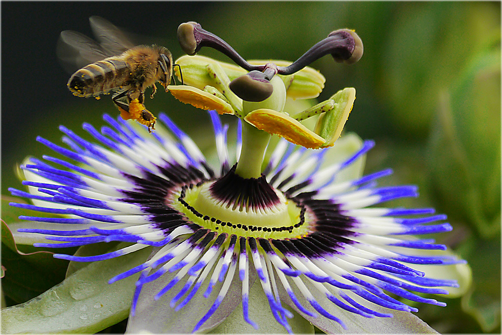 Passionsblume mit Biene im Anflug