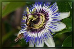 Passionsblume mit Bienen