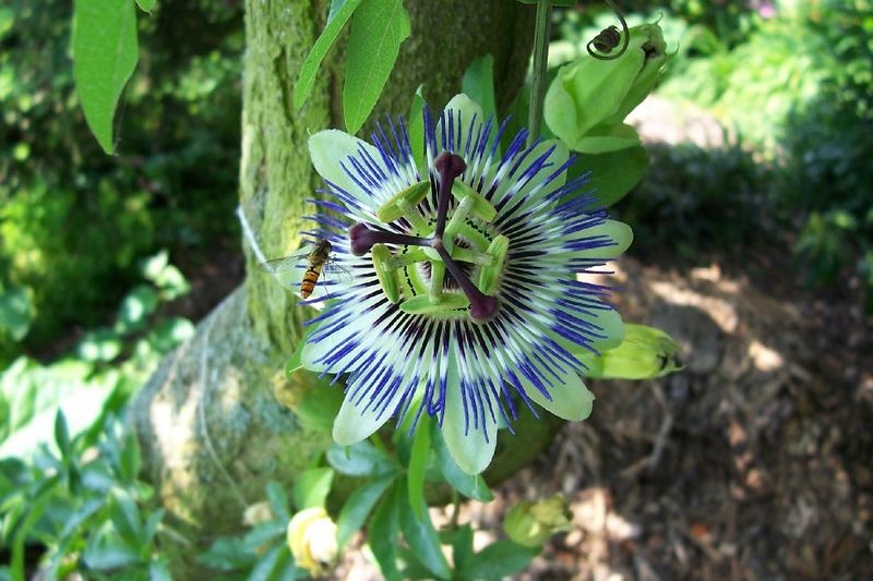 Passionsblume mit Insekt